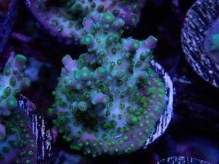 CE Acro <br/>Pearl Ghost(ASB)