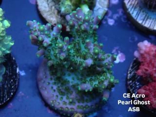 CE Acro <br/>Pearl Ghost(ASB)