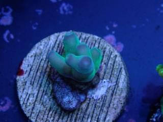 CE Acro <br/>Fakeinata