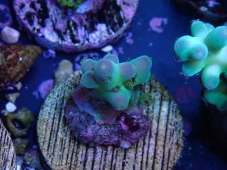 CE Acro <br/>Fakeinata