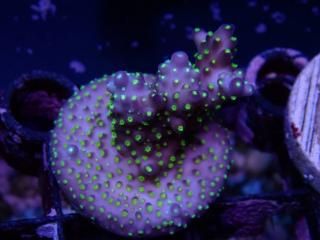 CE Acro <br/>Nana Purple