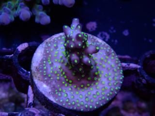 CE Acro <br/>Nana Purple