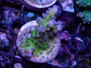 CE Acro <br/>Tortuosa