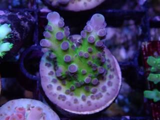 CE Acro <br/>Tortuosa