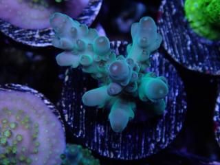 CE Acro <br/>Deep Water Blue(ASB)