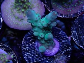 CE Acro <br/>Deep Water Blue(ASB)