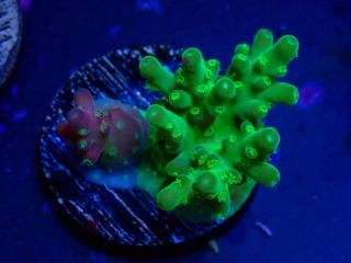 CE Acro <br/>Grafted Cherry BlossomCherry Blossom(ASB)