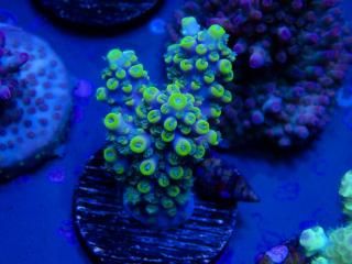 Acro Frag<br/>Acropora sp