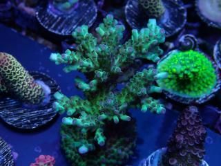 Acro Frag<br/>Nasuta