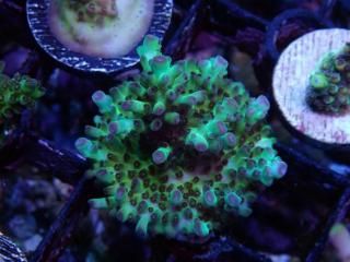 Acro Frag<br/>Nasuta