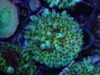 Acro Frag<br/>Nasuta