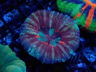 Scolymia <br/> Warpaint
