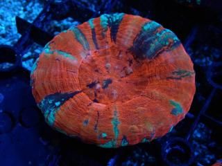 Scolymia <br/> Warpaint
