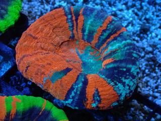 Scolymia <br/> Warpaint
