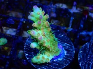 Acro Frag<br/>CF Yellow Lemonade