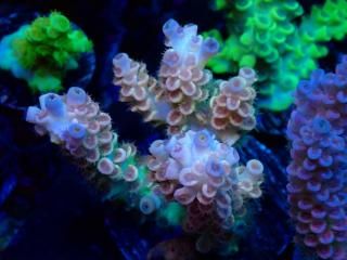 Acro Frag<br/>Tenuis Gold