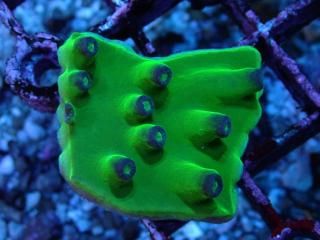 CE Turbinaria Super hero<br/>ASB