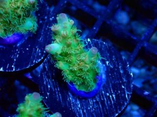 Acro Frag<br/>CF Yellow Lemonade