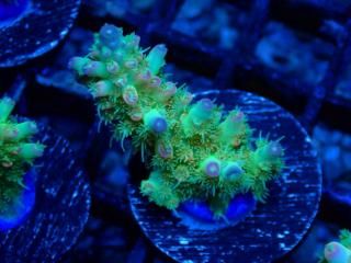 Acro Frag<br/>CF Yellow Lemonade