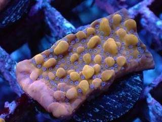 Montipora<br/>Ultra Grade 