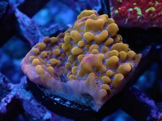Montipora<br/>Ultra Grade 