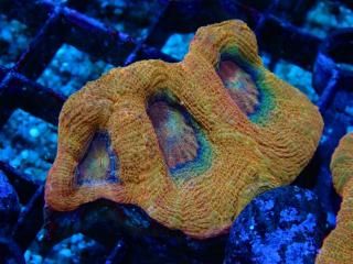 Homophyllia bowerbanki <br/>Cooper Gold