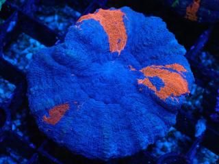 Scolymia <br/> UNUSUAL RARE
