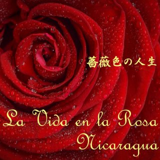 ニカラグア｜モンテクリスト農園｜自然栽培ブルボン100％｜薔薇色の人生〜La Vida en la Rosa〜（中煎り） 焙煎豆