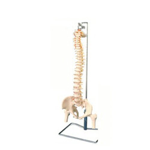 人体模型】大腿骨付脊髄帯神経整体模型脊柱可動タイプ! - 健康美容用品