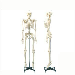 人体模型】等身大骨格模型可動タイプの等身大の人体全身骨格! - 健康 
