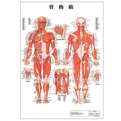 【検査】医道の日本社 人体解剖学チャート骨格筋 ポスター パネル 
