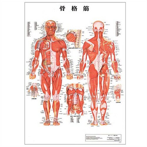 検査】医道の日本社 人体解剖学チャート骨格筋 ポスター パネルなし(SR 