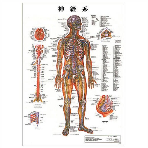 無料発送 対幅! ◇古い掛け軸! 集画堂発行 人体解剖図ポスター 古書 共