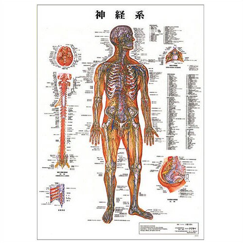 検査】医道の日本社 人体解剖学チャート神経系 ポスター パネルなし(SR