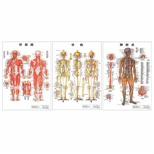 検査】医道の日本社 人体解剖学チャート骨格筋 ポスター 3枚 セット 