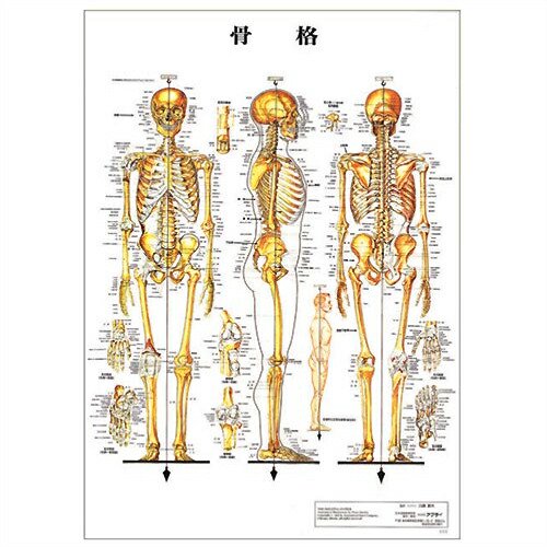 検査】医道の日本社 人体解剖学チャート骨格筋 ポスター 3枚 セット 