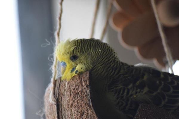 小物入れ　鳥3つ RAKU バードケージ 鳥カゴ 鳥小屋 複数飼い 止まり木 おもちゃ