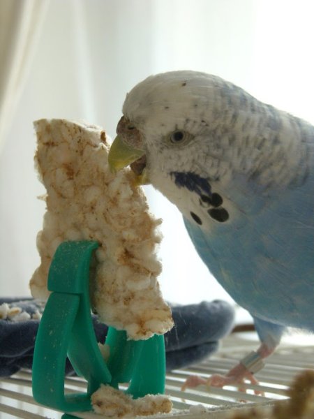 元祖】インコせんべい (3枚) | 小型〜大型の鳥さん向けのお米のおやつ