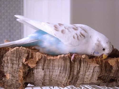 天然コルクボード | 鳥用品のオモチャ - とりきち横丁