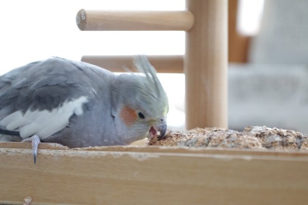 コルクボードオカメインコ - その他