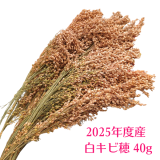 <img class='new_mark_img1' src='https://img.shop-pro.jp/img/new/icons1.gif' style='border:none;display:inline;margin:0px;padding:0px;width:auto;' />̵򥭥  40g