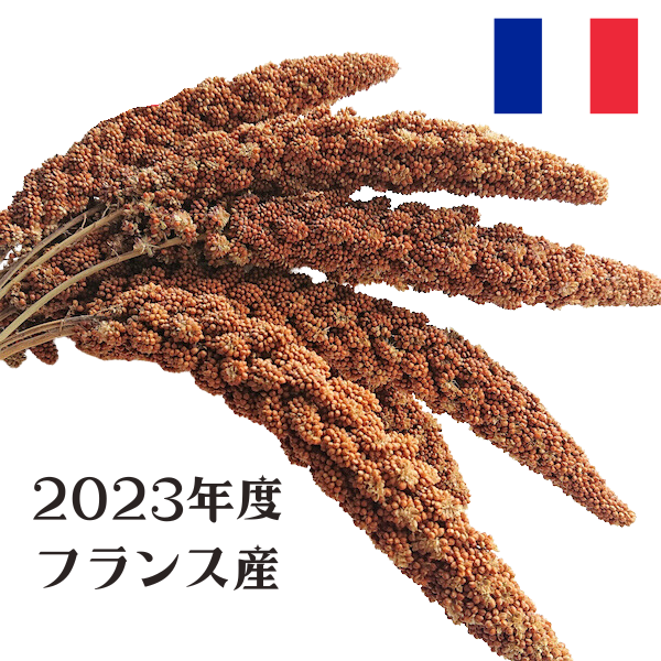 特価 フランス産赤粟穂 赤粟の穂
