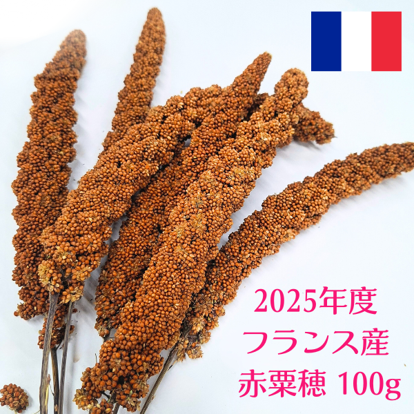 フランス産 赤粟穂 粟穂 無農薬フランス産赤粟穂 100g | 2025年度産 - とりきち横丁