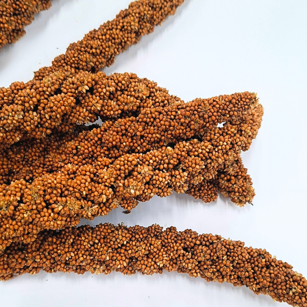 無農薬フランス産赤粟穂 100g | 2025年度産 - とりきち横丁