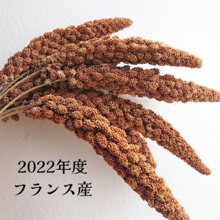 【無農薬】赤粟穂（2021年度産）100g