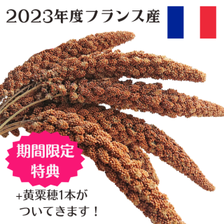 【無農薬】フランス産赤粟穂 100g