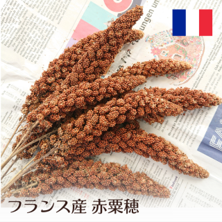 <img class='new_mark_img1' src='https://img.shop-pro.jp/img/new/icons1.gif' style='border:none;display:inline;margin:0px;padding:0px;width:auto;' />̵ۥե󥹻ְ 100g