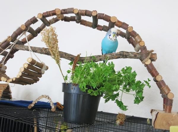 バードブリッジ | 天然木製の大型ジャンボサイズのおもちゃ