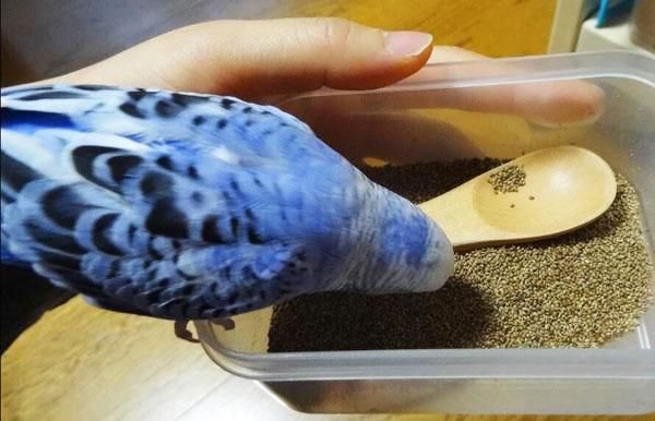 フォニオパディ　1キロ 楽天市場】フォニオパディ（鳥用品｜ペット・ペットグッズ）の通販