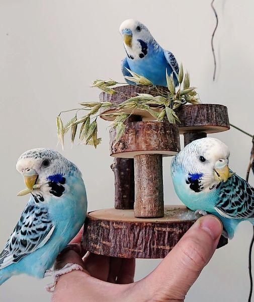 無農薬】カラス麦穂 40g | 鳥のために栽培された完全無農薬製品